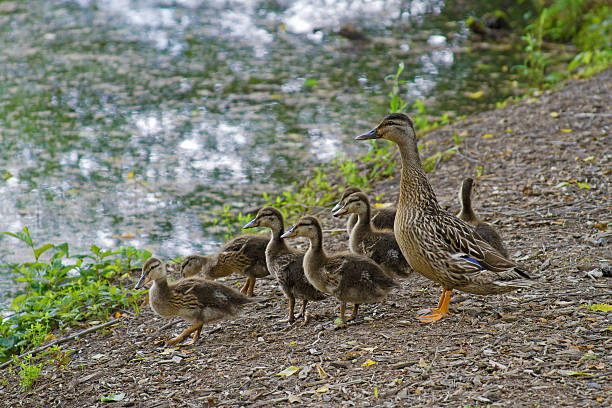 istock Duckling Family By a Pond 178390378