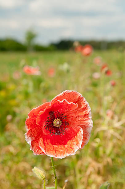 czerwony mak - flower blumenwiese meadow flower head zdjęcia i obrazy z banku zdjęć