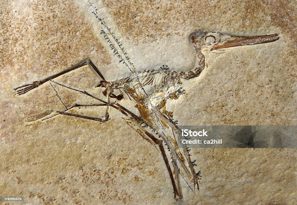 Pterodactylus Elegans 化石 - 化石のロイヤリティフリーストックフォト