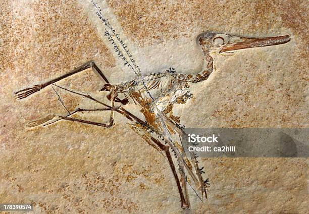 Pterodactylus Elegans 化石 - 化石のストックフォトや画像を多数ご用意 - 化石, 展覧会, 恐竜