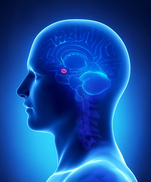 Human brain AMYGDALA - cross section  cerebrum photos stock pictures, royalty-free photos & images