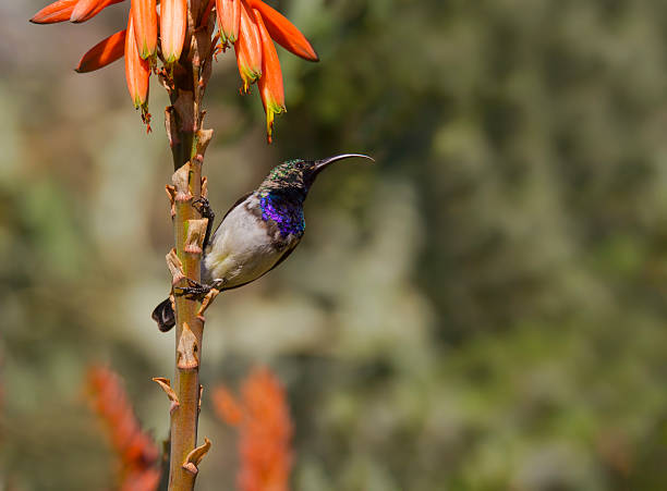 Amethyst sunbird against a lovely colorful background stock photo