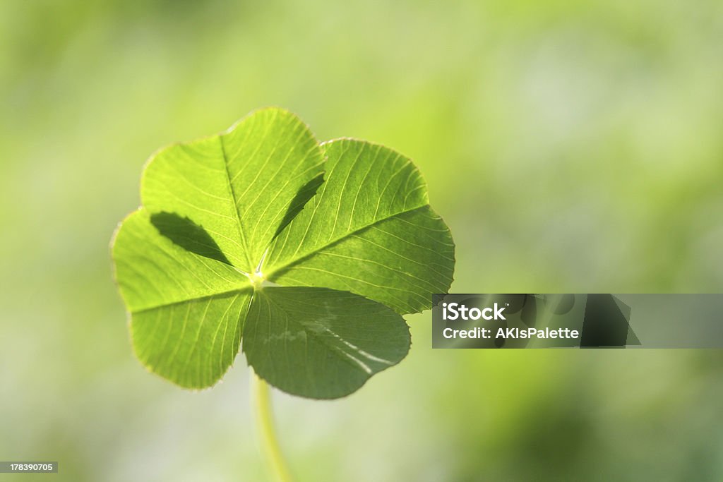 Four leaf clover This is a picture of a natural four leaf clover. Clover Stock Photo