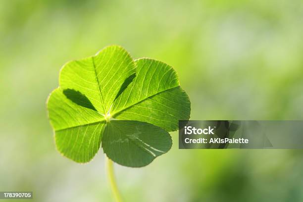 Four Leaf Clover Stock Photo - Download Image Now - Clover, Earth Goddess, Environment