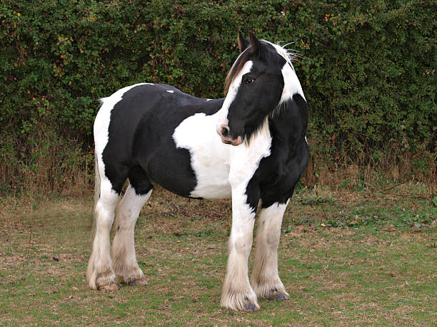 istock Skewbald Horse Standing 178390714