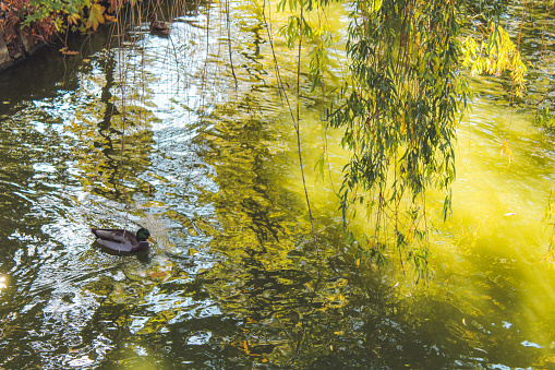 a duck swims on the river under a willow tree