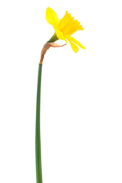 istock Beautiful yellow narcissus 178390772