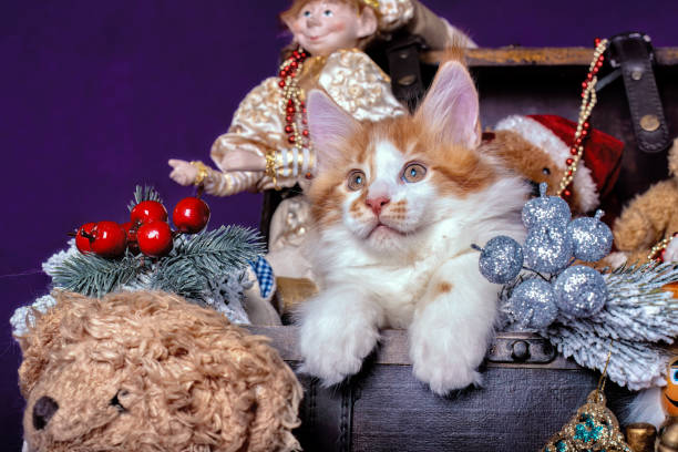 istock Beautiful Maine Coon kitten. 1783907869