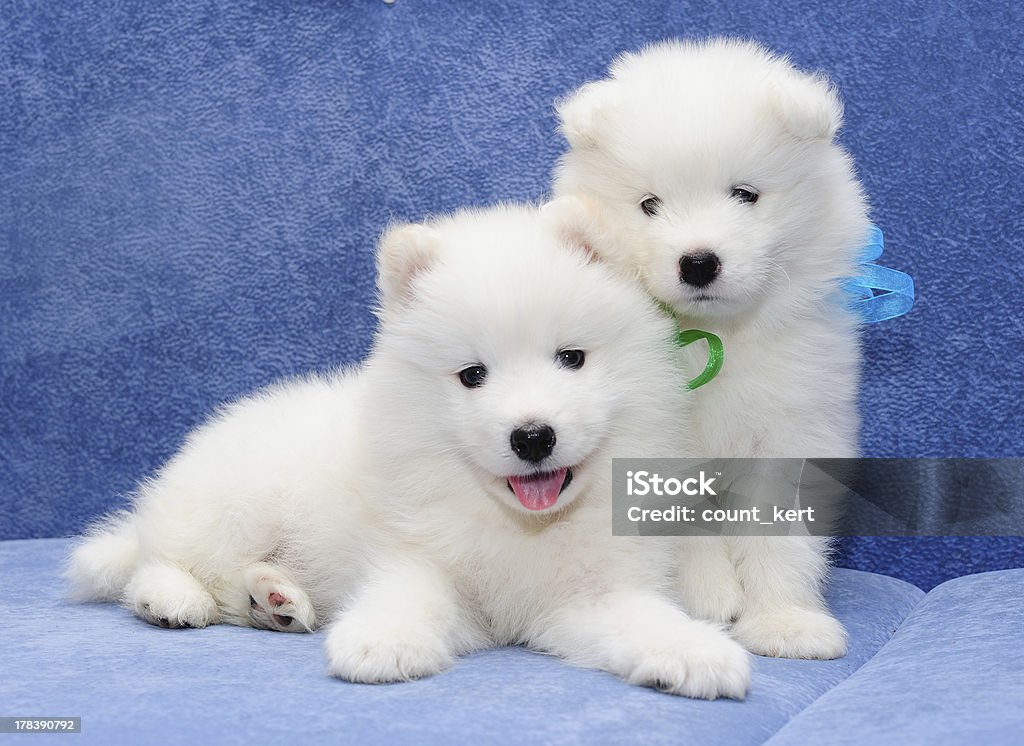 Two funny puppies of Samoyed dog "Two funny puppies of Samoyed dog (also known as Bjelkier), one with tongue out" Activity Stock Photo