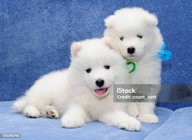Two Funny Puppies Of Samoyed Dog Stock Photo - Download Image Now - Activity, Animal, Awe