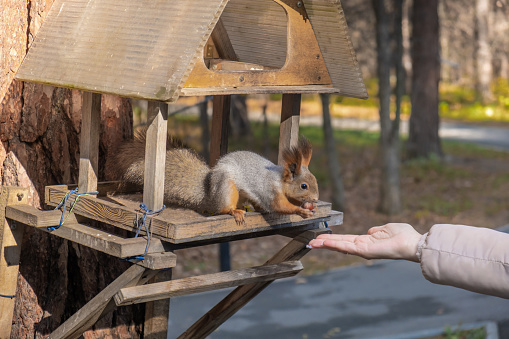 A beautiful red squirrel eats nuts in the forest from a man's hand.