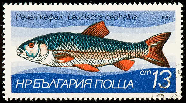 Photo of Bulgarian postage stamp from 1983 dedicated to european chub