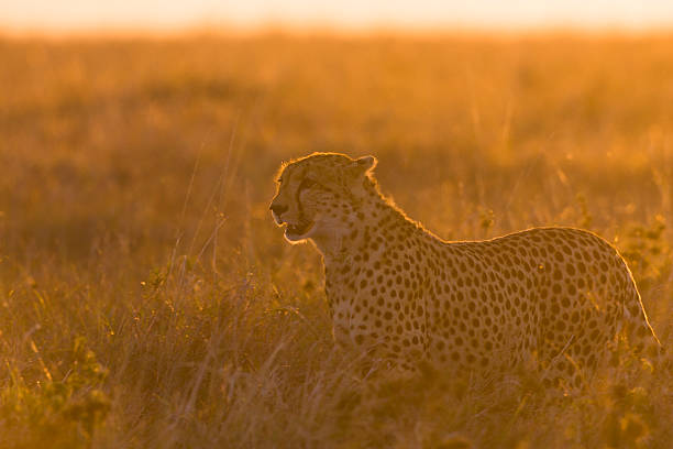 istock cheetah walking through long grass at sunrise 178390998