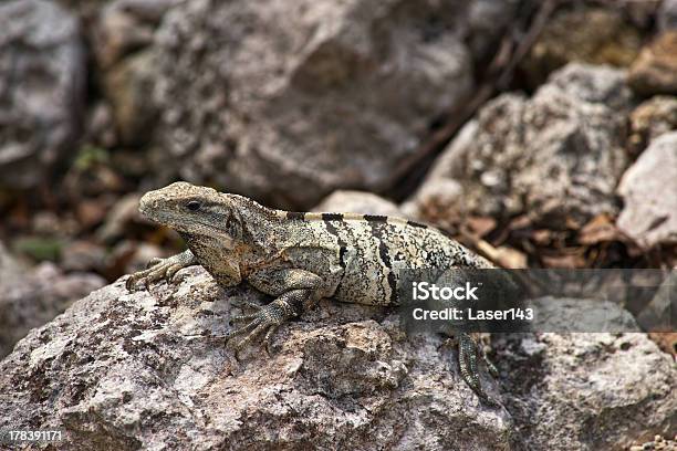 Grüner Leguan Auf Der Rocks Stockfoto und mehr Bilder von Amerikanische Kontinente und Regionen - Amerikanische Kontinente und Regionen, Braun, Echse