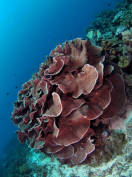 ストーンコーラル（turbinaria mesenterina ) - apo island ストックフォトと画像