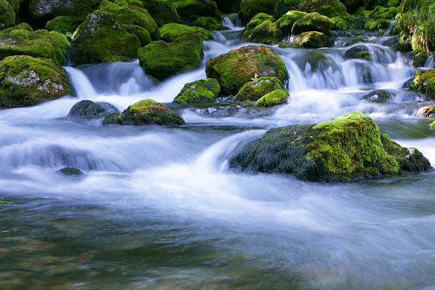 Fluxo de floresta - fotografia de stock