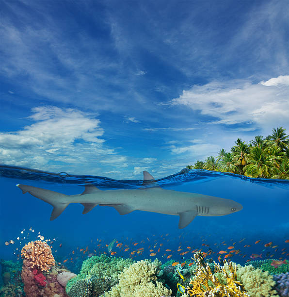 istock Shark swimming among corals 178391399