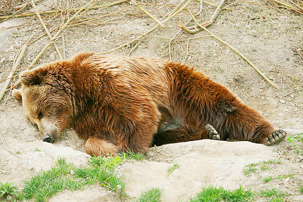 istock Brown bear cub in park of Bern, Switzerland 178391720
