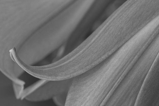 White Lily. Black and white