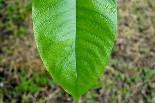 Photo of Close up a big green leaf on nature background, nature and environment concept.