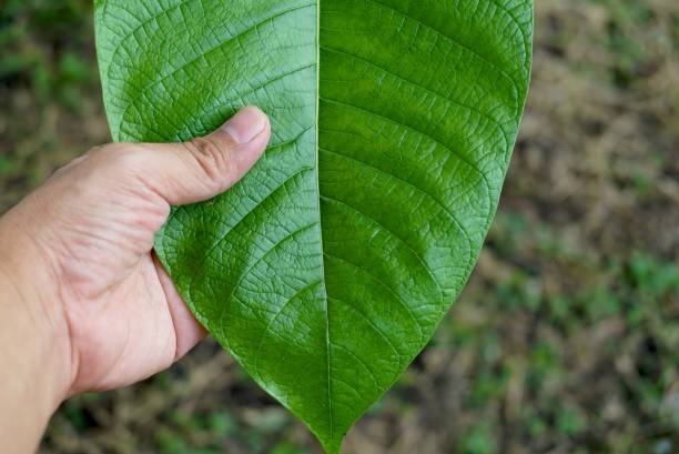 istock A big green leaf in hand on nature background, nature and environment concept. 1783921362