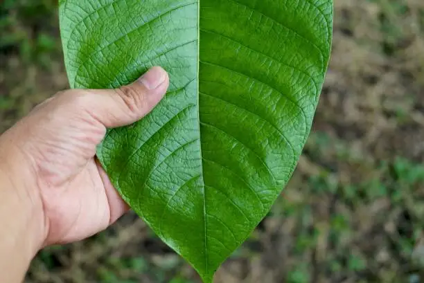 Photo of A big green leaf in hand on nature background, nature and environment concept.