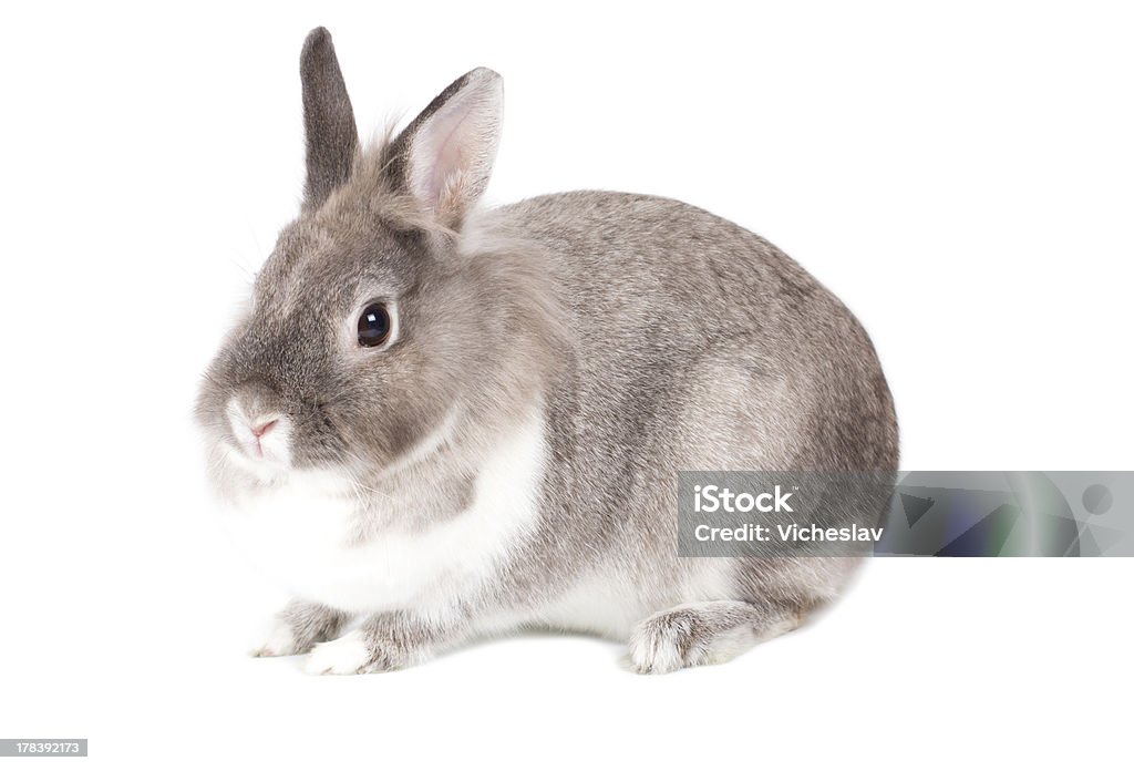 Pretty little gris y blanca bunny rabbit - Foto de stock de Adulto libre de derechos