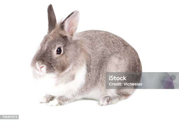 Pretty Little Gris Y Blanca Bunny Rabbit Foto de stock y más banco de imágenes de Adulto - Adulto, Agricultura, Alerta
