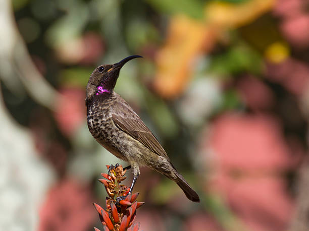 Amethyst sunbird against colorful background stock photo