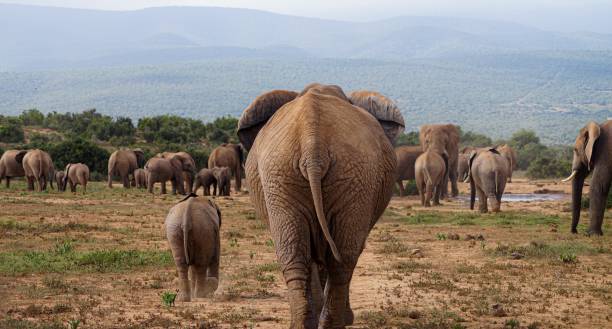 due elefanti che camminano verso il loro branco, visti da dietro nella bellezza della natura selvaggia. - addo elephant national park foto e immagini stock