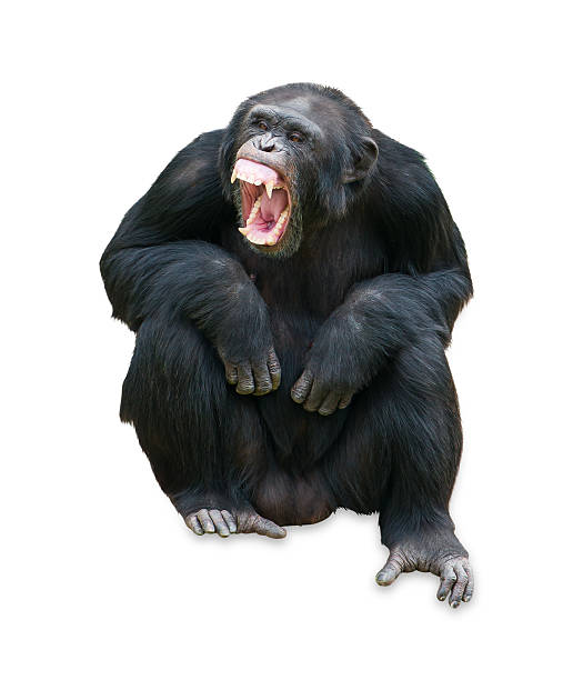 istock Portrait Of A Orangutan 178392529