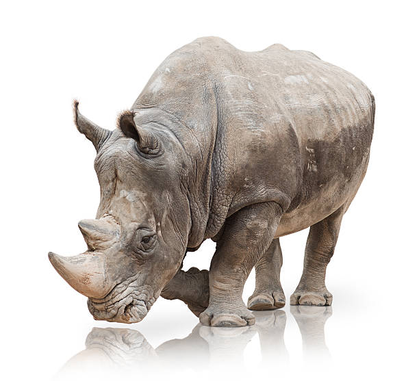 istock Portrait of a rhinoceros 178392530