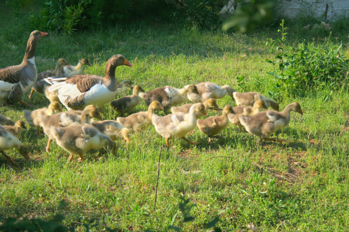 Group of ducks in the garden