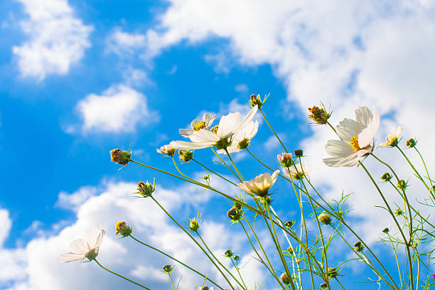 istock white flowers on blue cloudy sky background 178392653