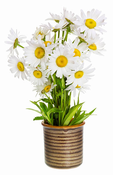 istock Simple gentle lonely daisies isolated 178392735