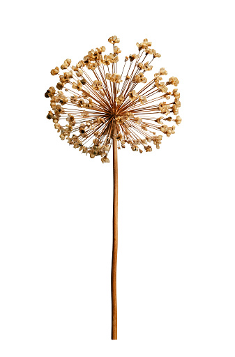 Dried allium flower isolated on white background.
