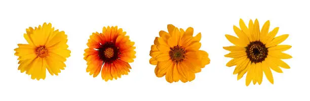 Lanceleaf Coreopsis, Sunflower, Heliopsis helianthoid, Gaillardia. Elements for creating collage or design, postcards