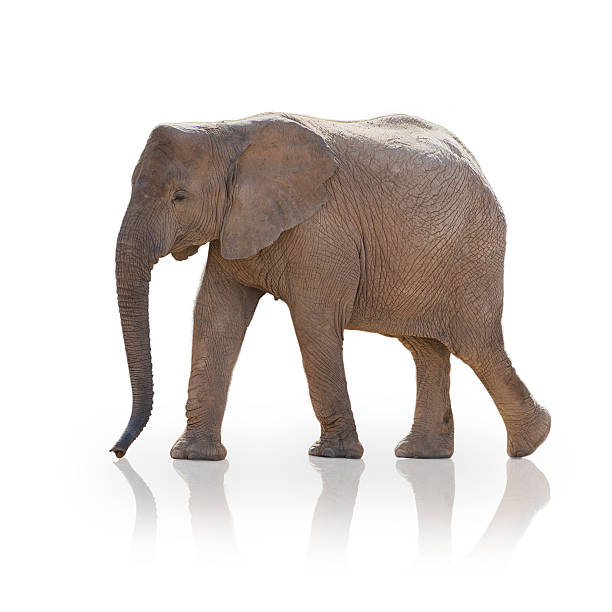 istock Portrait Of An Elephant 178392773