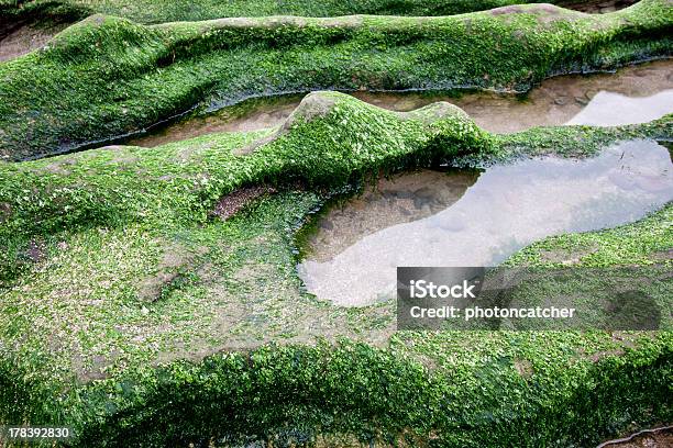 Foto de Verde De Corais e mais fotos de stock de Ajardinado - Ajardinado, Alga marinha, Alto - Descrição Geral