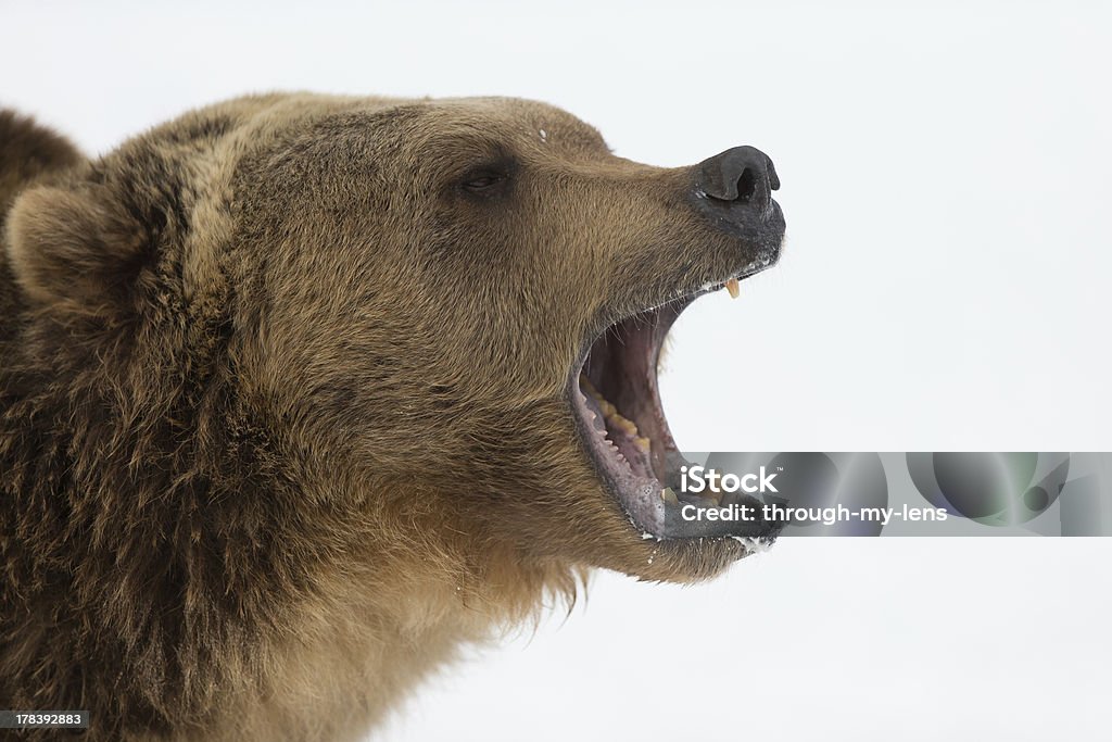 Adulto North American Grizzly Bear de Cena Neve - Foto de stock de Alasca - Estado dos EUA royalty-free