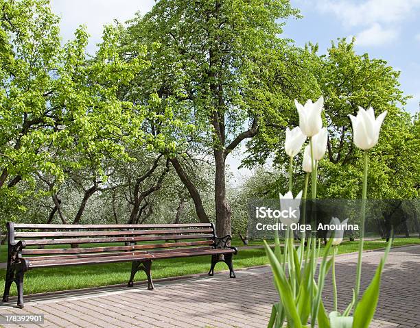 Panca E Tulipani - Fotografie stock e altre immagini di Aiuola - Aiuola, Albero, Ambientazione tranquilla