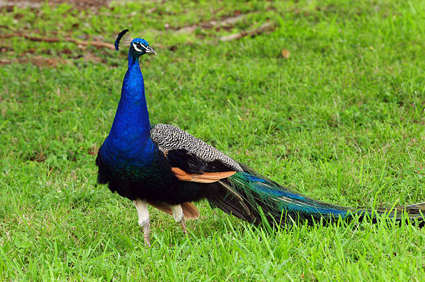 istock Male peacock bird in natural habitat 178393213