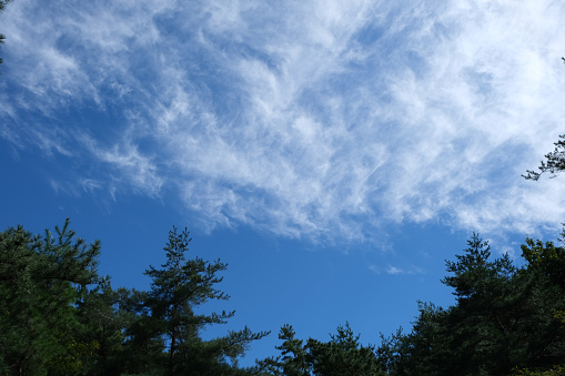 pine tree and sky