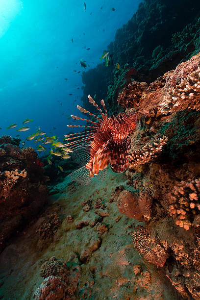 istock Tropical waters of the Red Sea. 178394050
