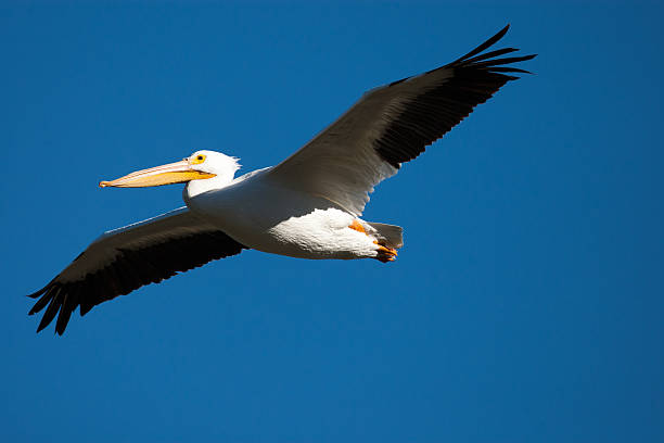 istock American white pelican in flight above Arkansas River 178394097