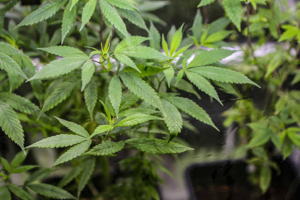 istock Growth of Cannabis plant 1783941134