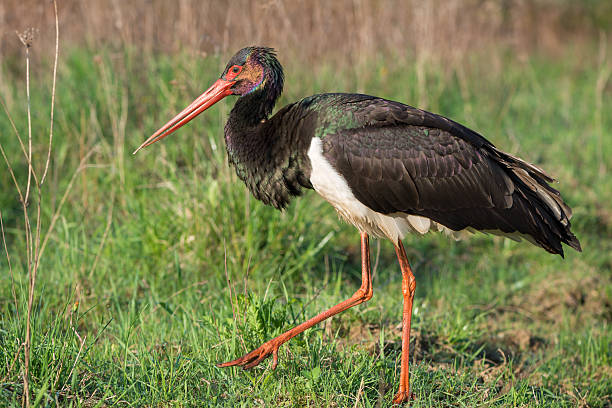 istock Black Stork - Ciconia nigra 178394239