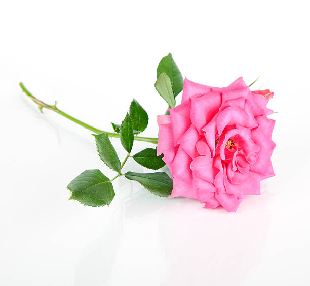 istock pink rose flower isolated on a white 178394284