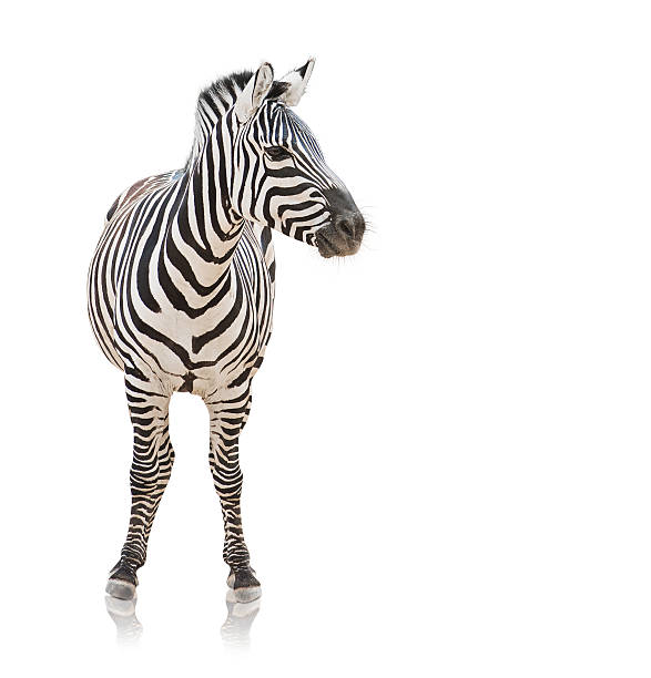 istock Portrait of a zebra 178394364