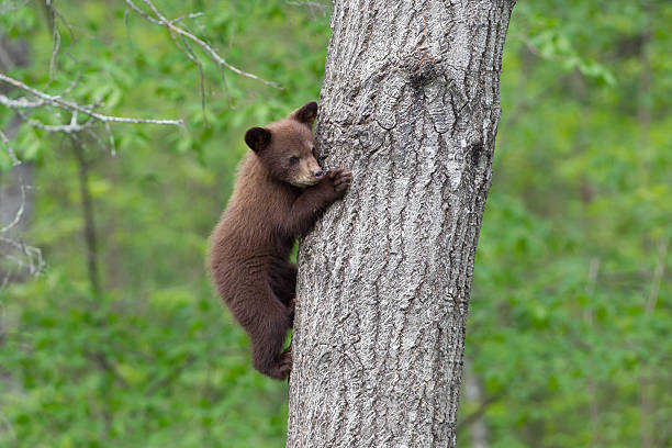 istock North American Black Bear cubs in forest 178394548